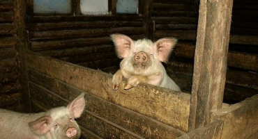 Jak chovat prasata doma?